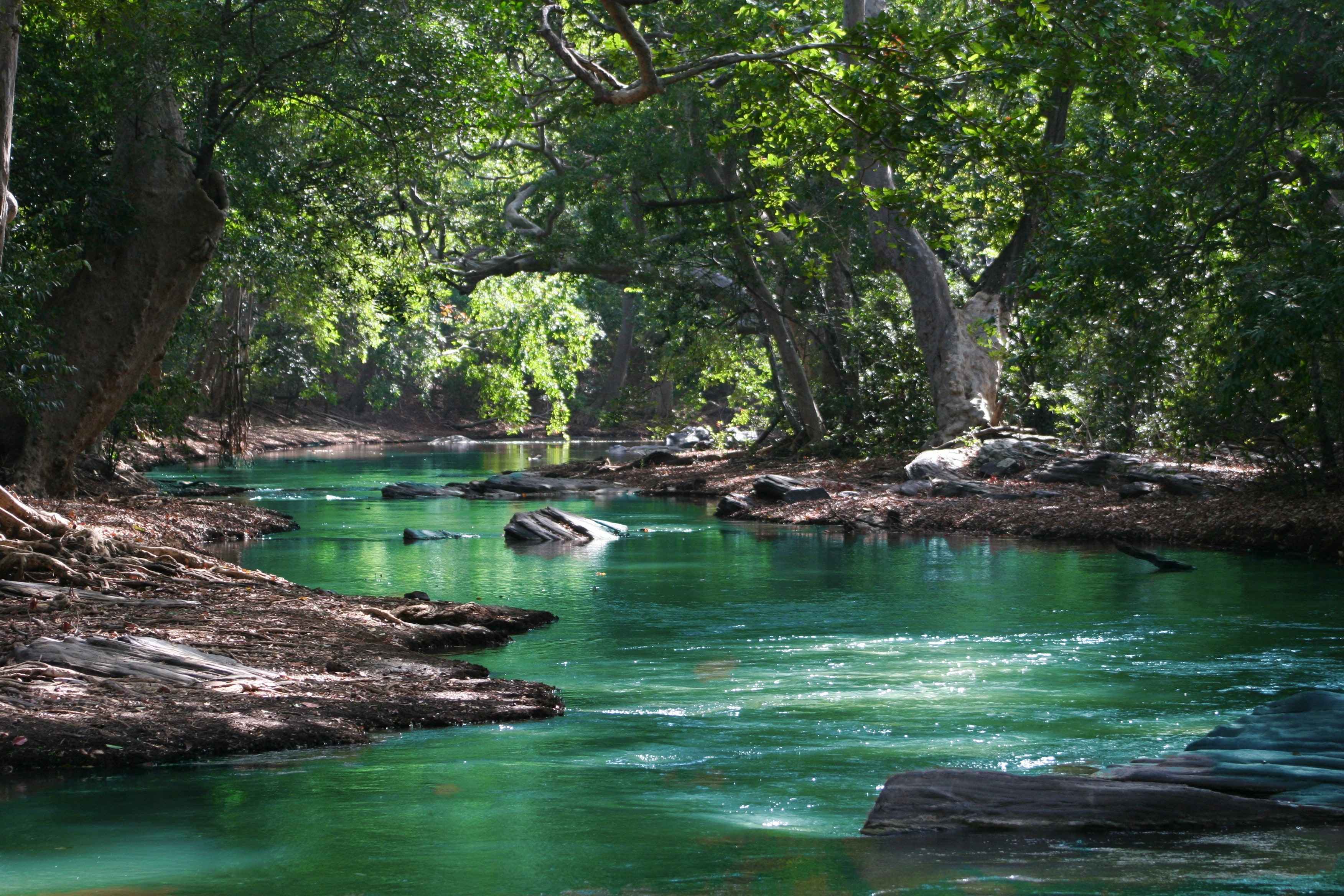 Fluss läuft durch eine Wald mit vielen Bäumen an beiden Ufern